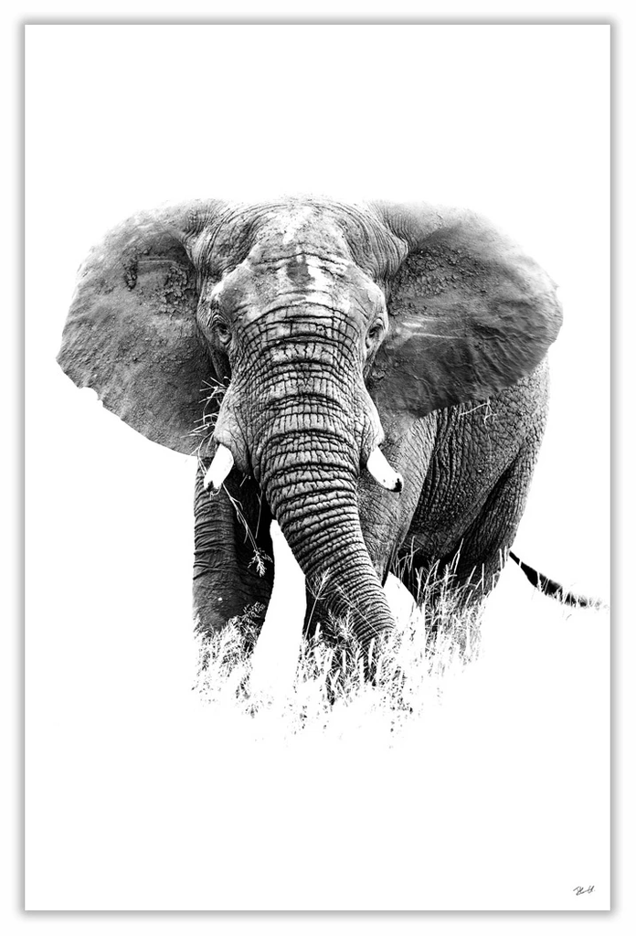 african elephant face drawing